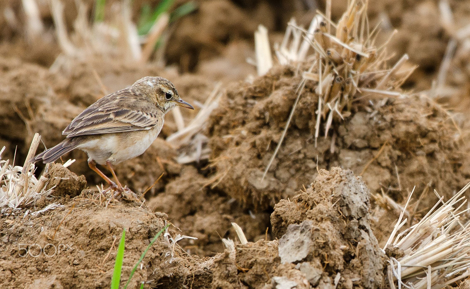 Nikon AF-S Nikkor 200-500mm F5.6E ED VR sample photo. Bushlark photography