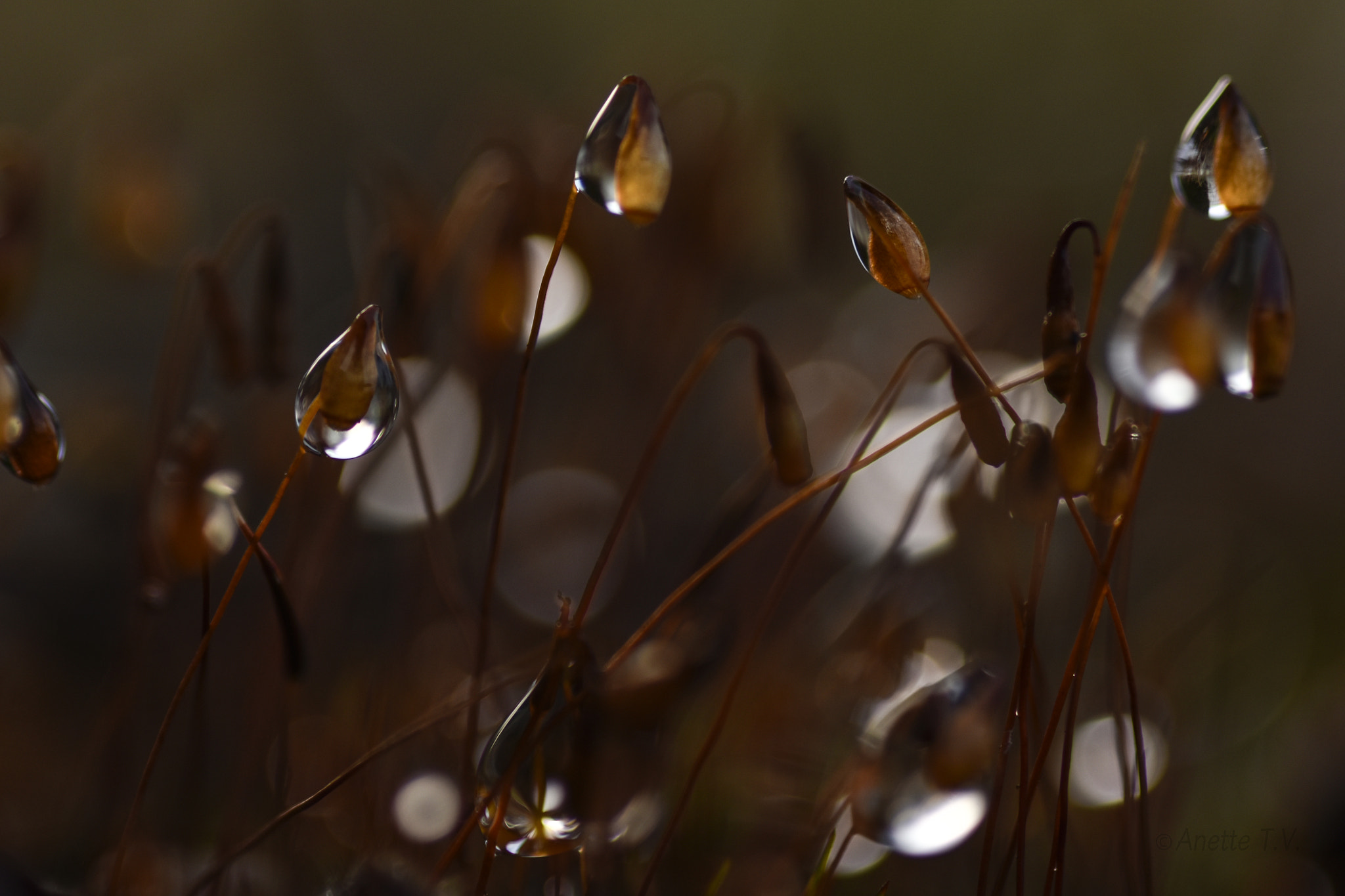 Nikon AF-S Micro-Nikkor 105mm F2.8G IF-ED VR sample photo. Droplets photography