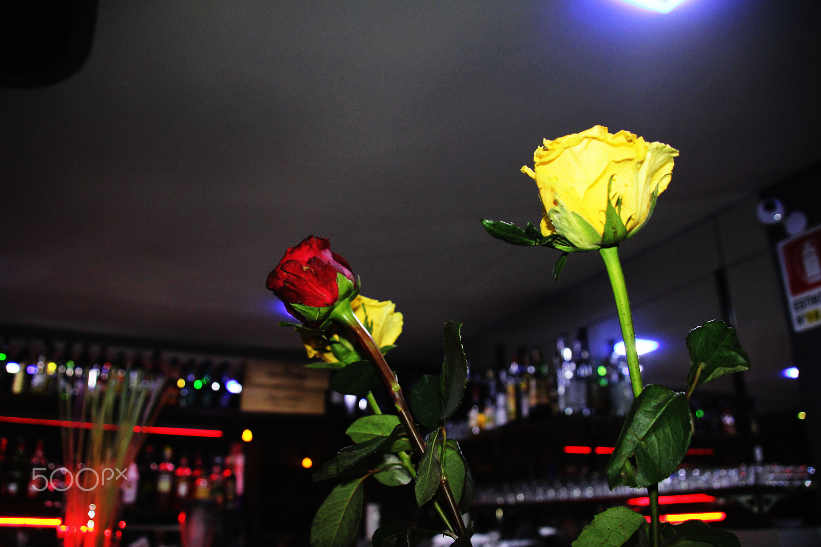 Canon EOS 1200D (EOS Rebel T5 / EOS Kiss X70 / EOS Hi) + Canon TS-E 90mm F2.8 Tilt-Shift sample photo. Rose photography