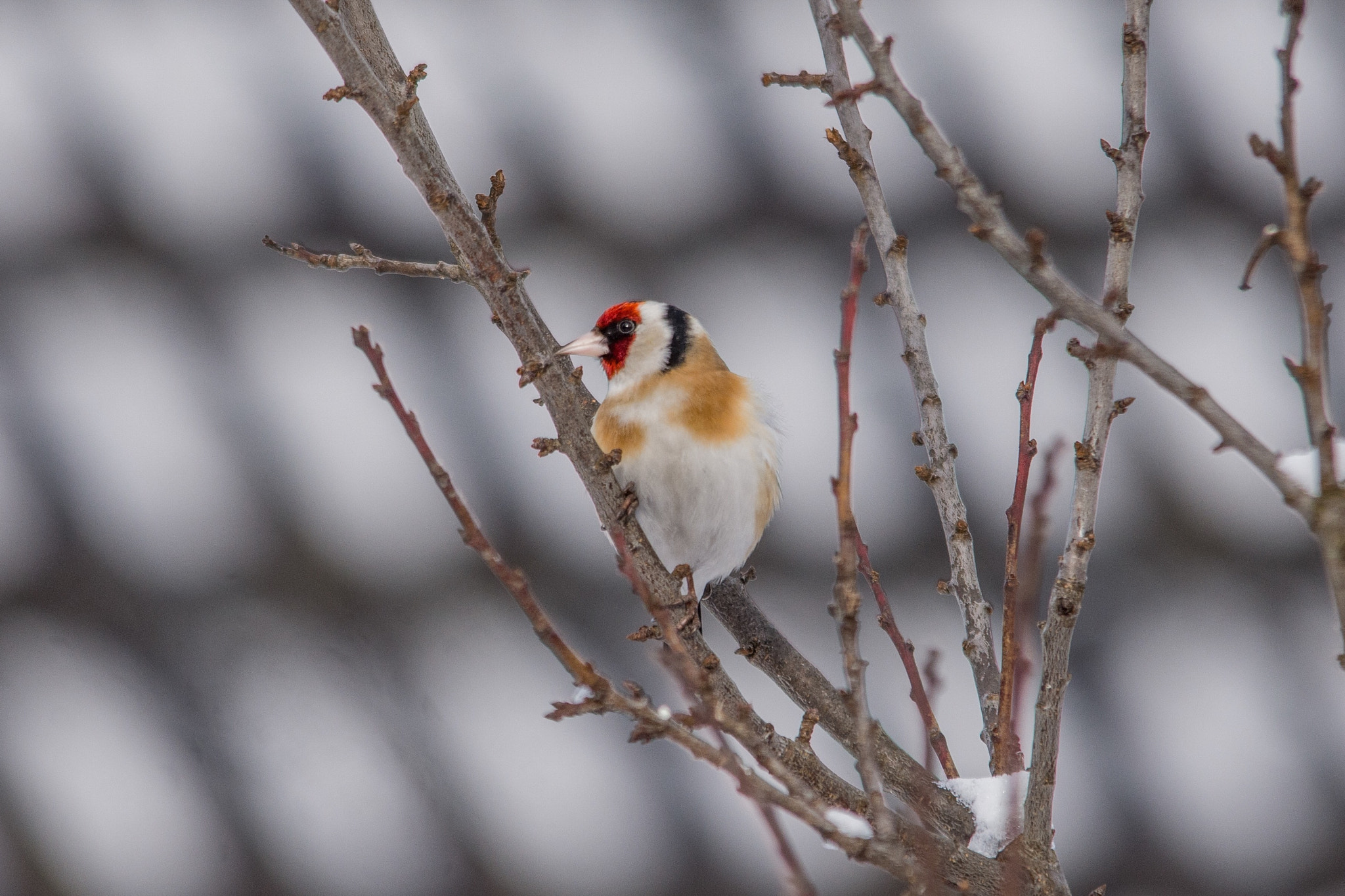 Sigma 150-500mm F5-6.3 DG OS HSM sample photo. European goldfinch photography