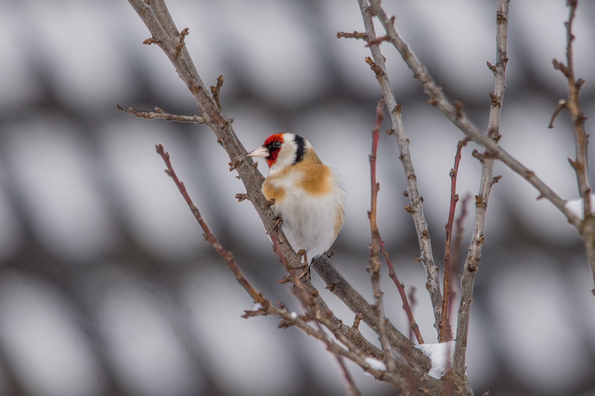 Nikon D7200 + Sigma 150-500mm F5-6.3 DG OS HSM sample photo. European goldfinch photography