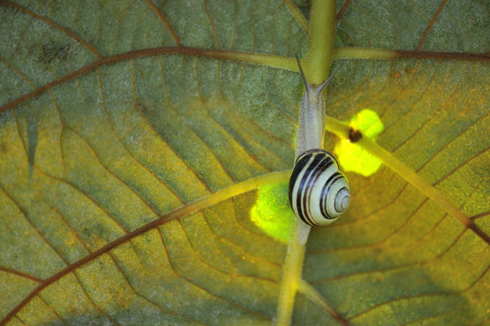 Tamron SP AF 180mm F3.5 Di LD (IF) Macro sample photo. Snail photography