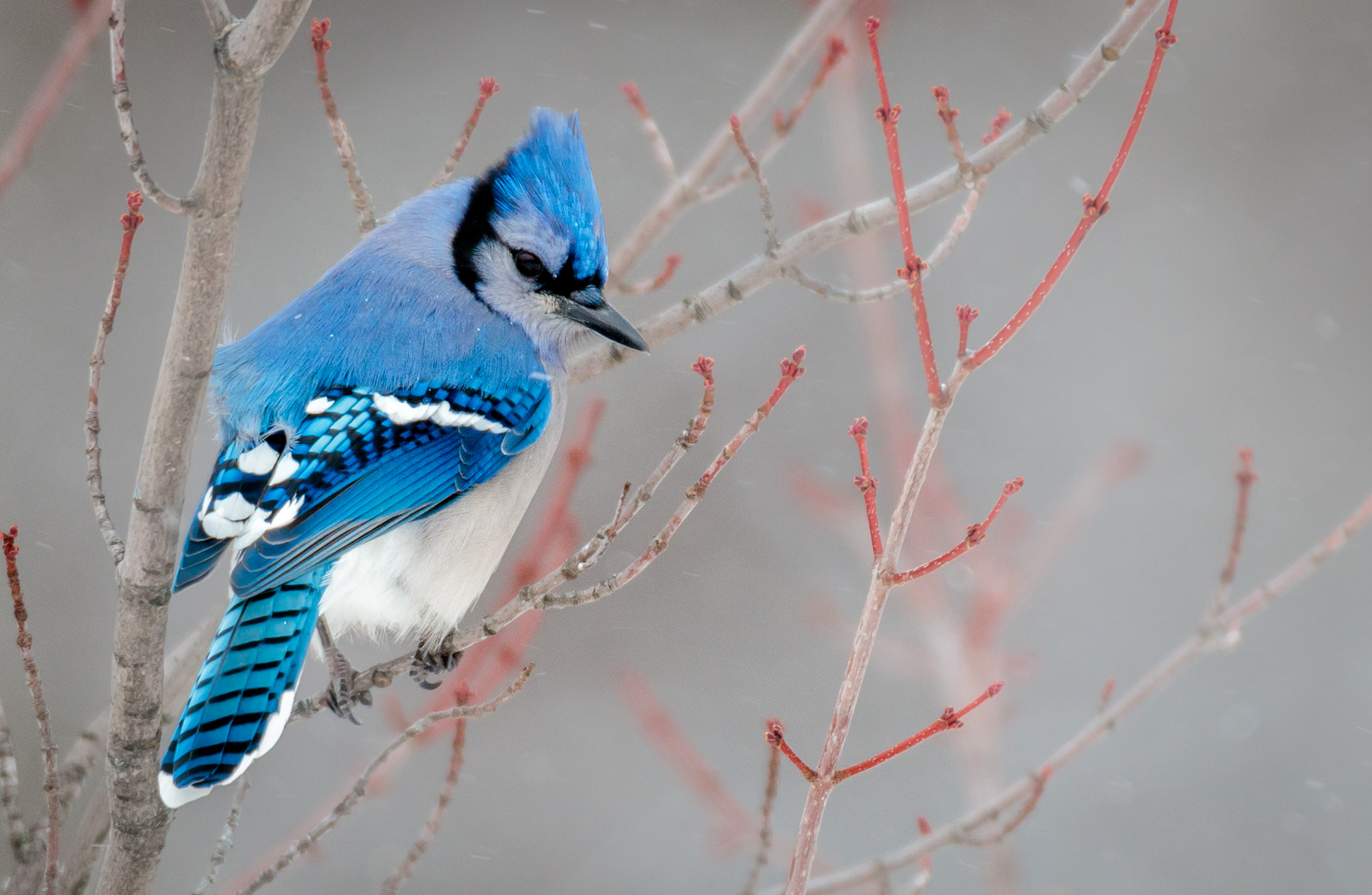 Canon EOS 5DS + Sigma 150-600mm F5-6.3 DG OS HSM | C sample photo. Blue jay in the trees photography