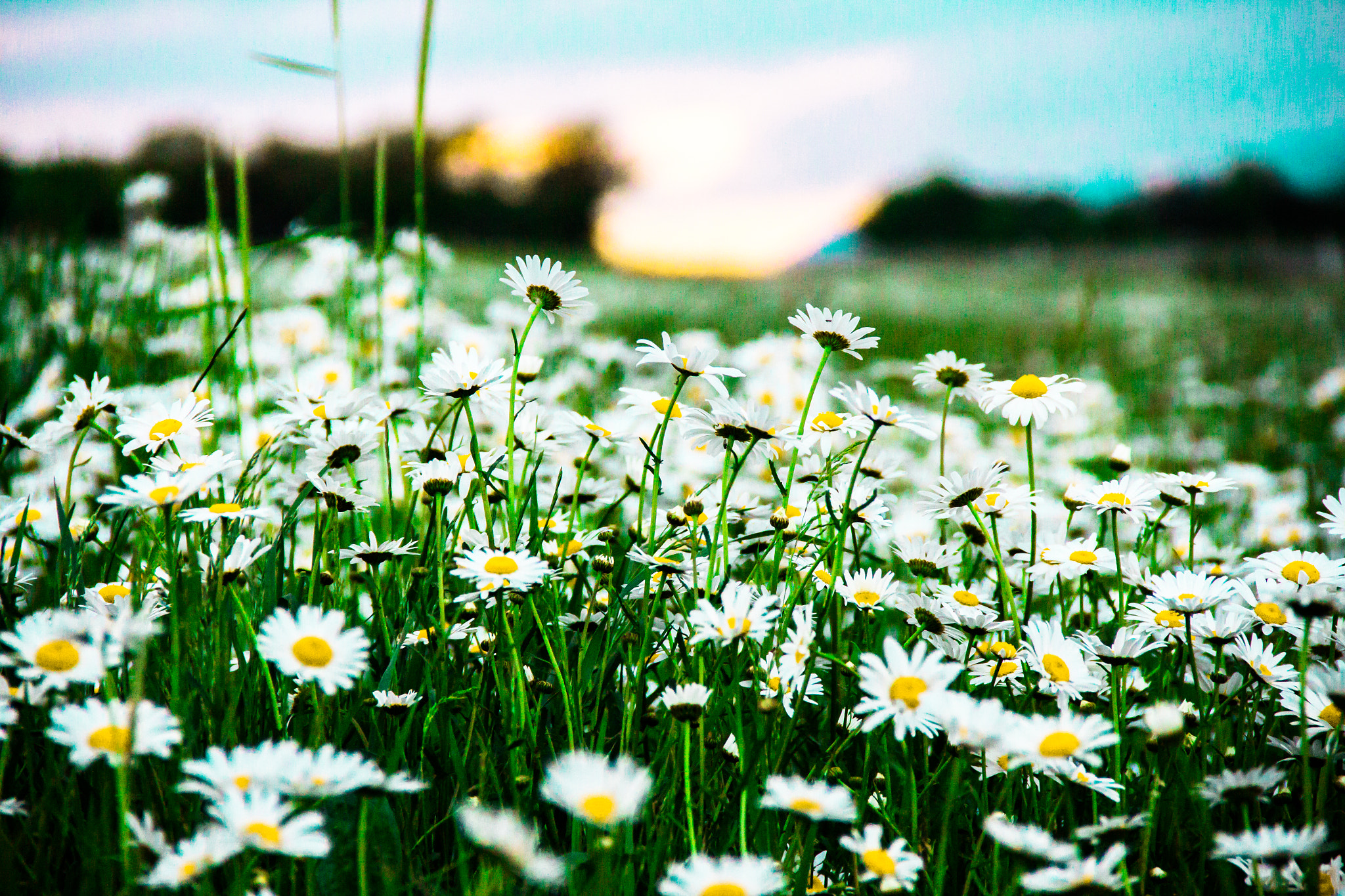 Canon EOS 650D (EOS Rebel T4i / EOS Kiss X6i) sample photo. Chamomile photography