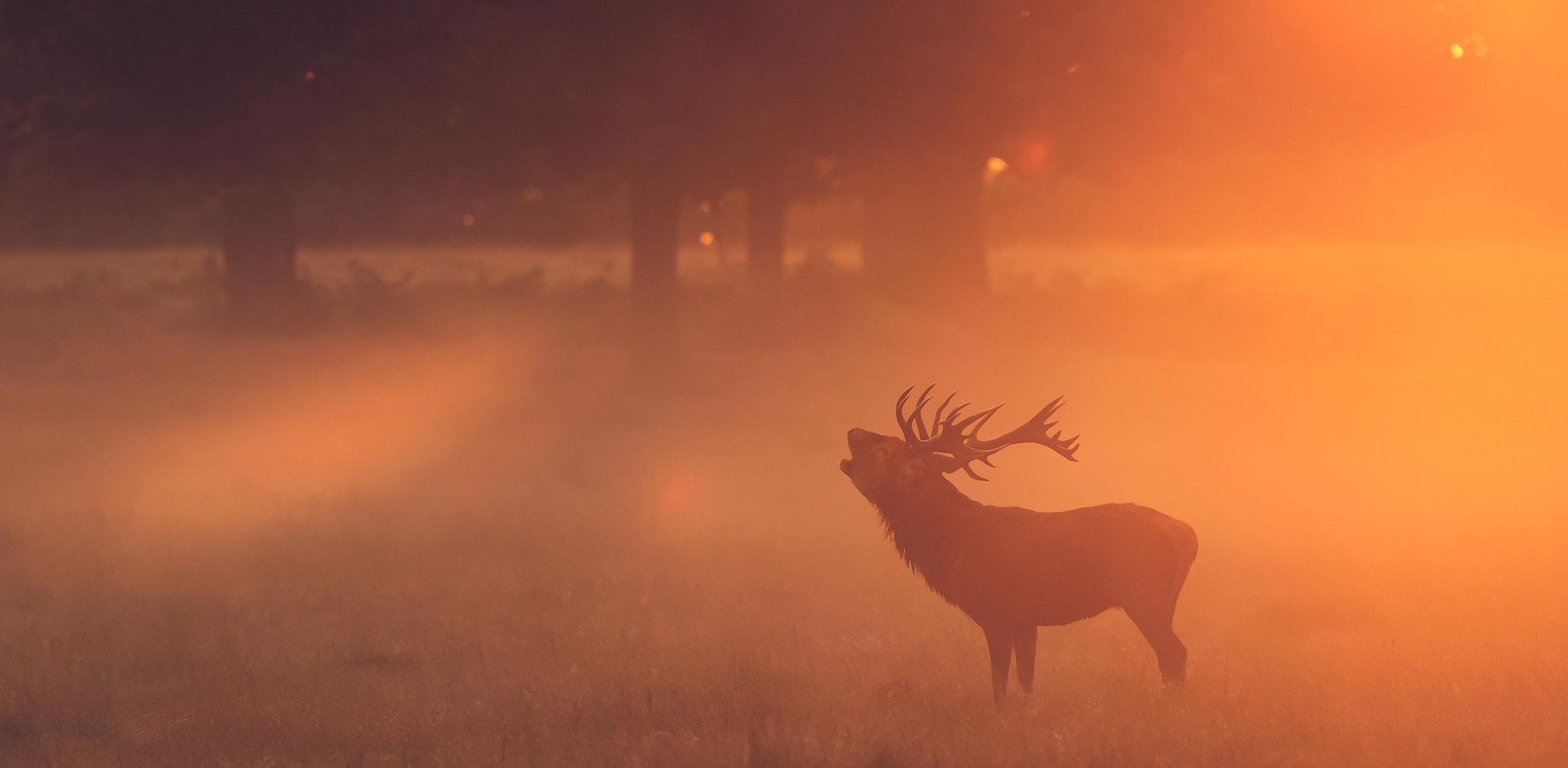 Canon EF 300mm F2.8L IS USM sample photo. Warm glow photography