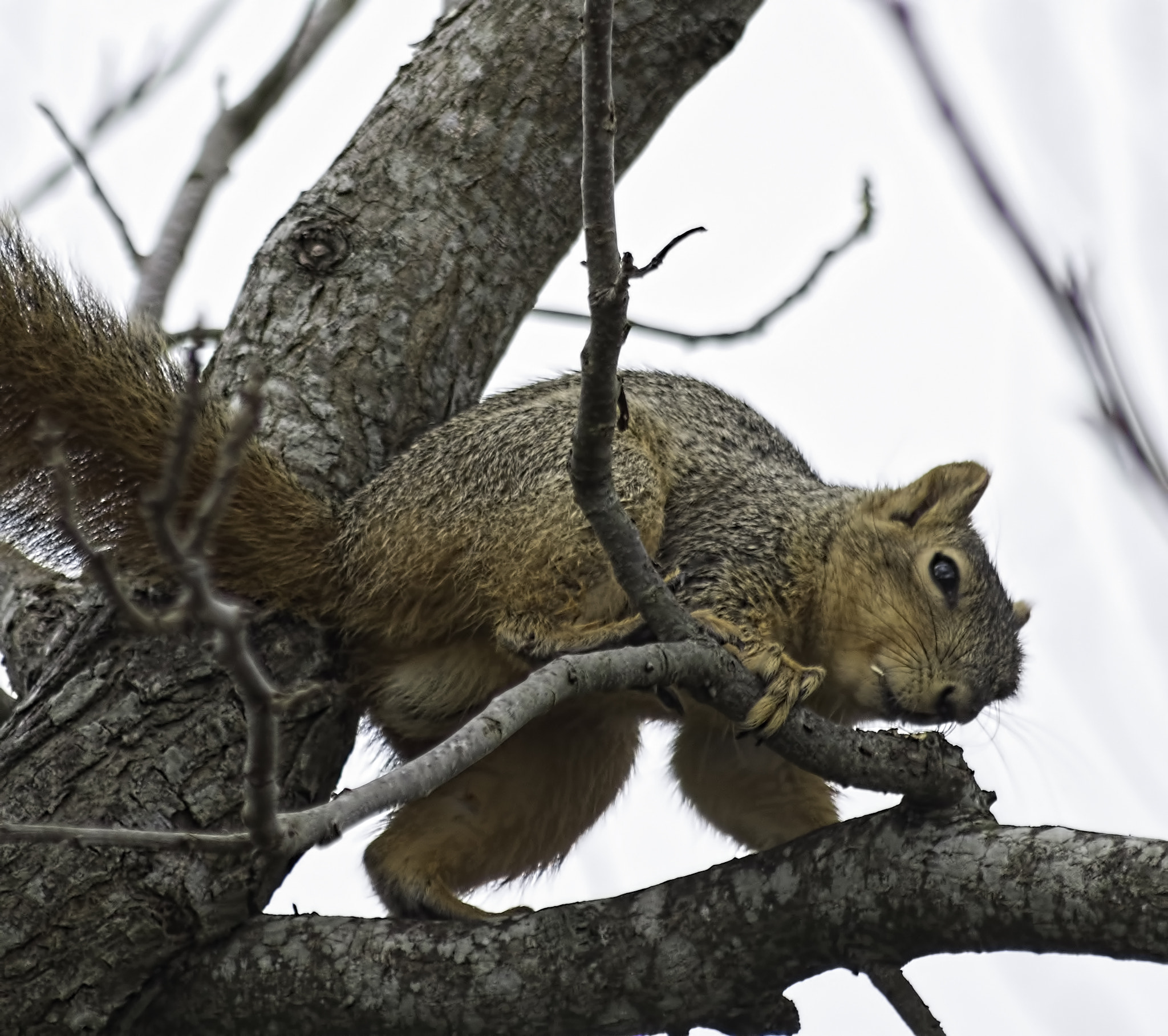 Sigma 70-300mm F4-5.6 APO DG Macro sample photo. Waz up y'all photography