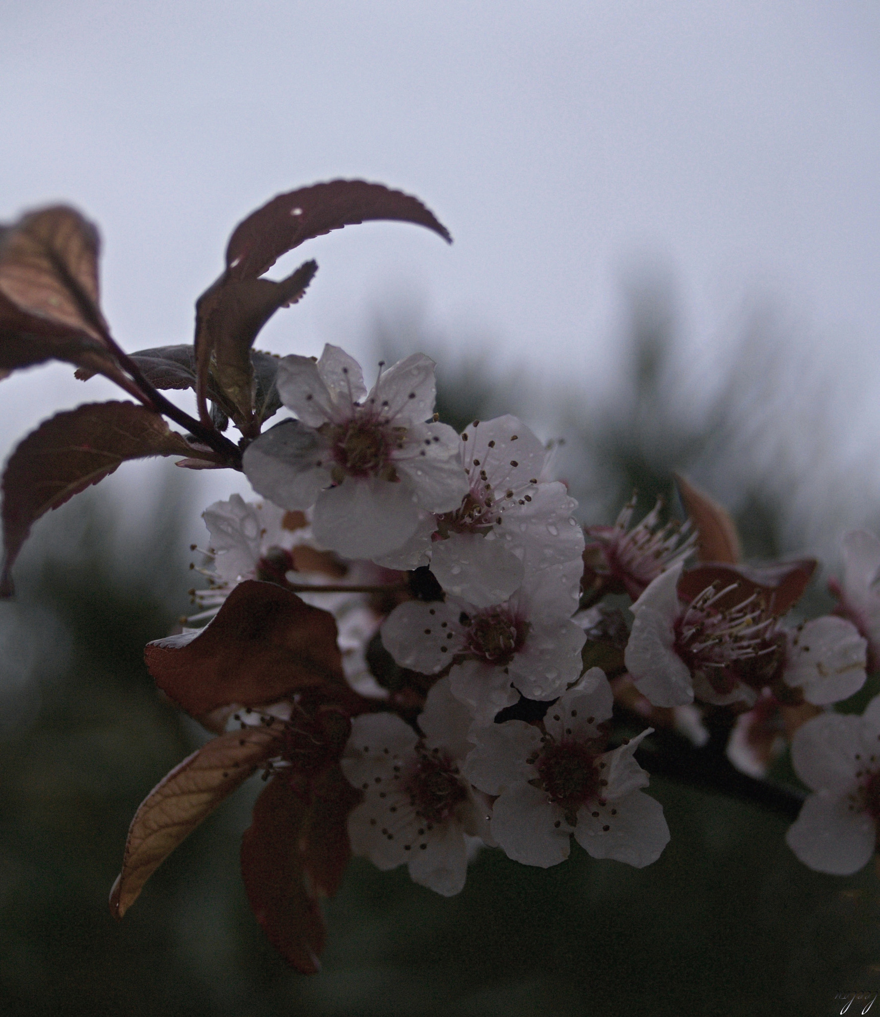 Nikon D3100 + Sigma 18-50mm F3.5-5.6 DC sample photo. It's rainy day*** photography