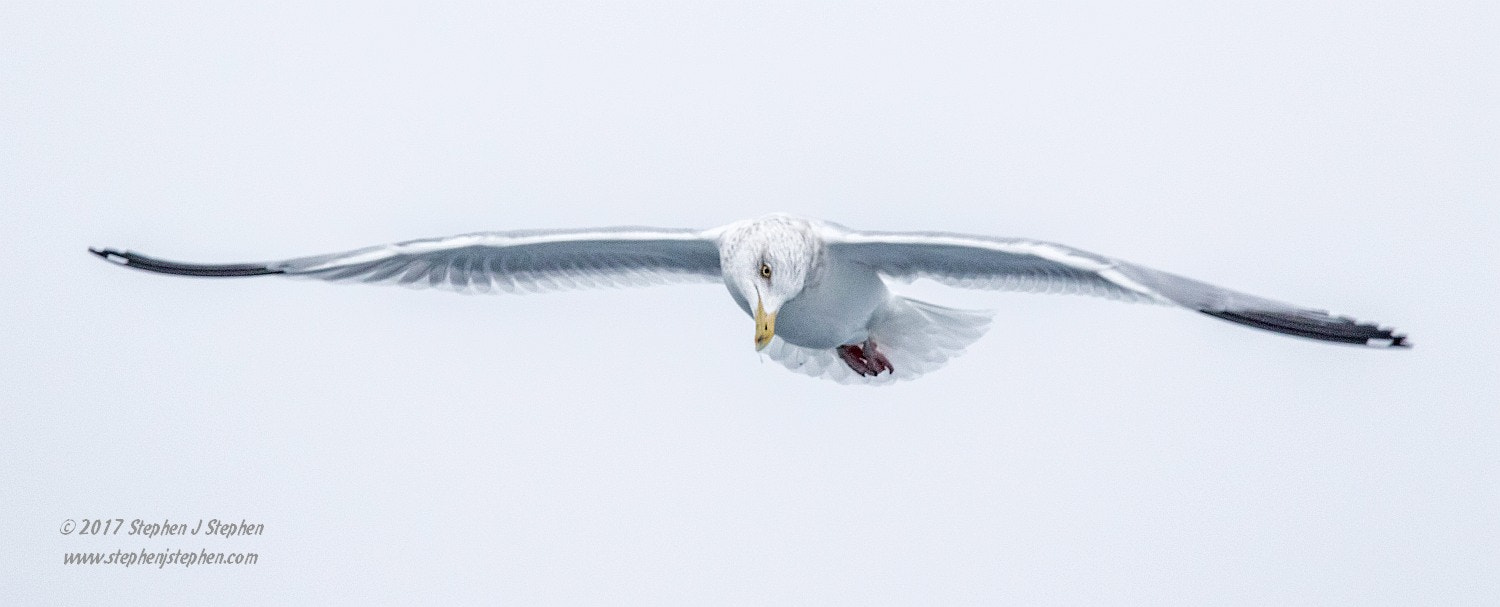 Canon EF 500mm F4L IS USM sample photo. Herring gull pano photography