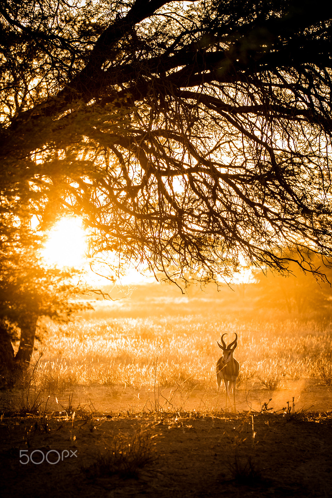 Sigma 150-600mm F5-6.3 DG OS HSM | C sample photo. Springbok in the morning light photography