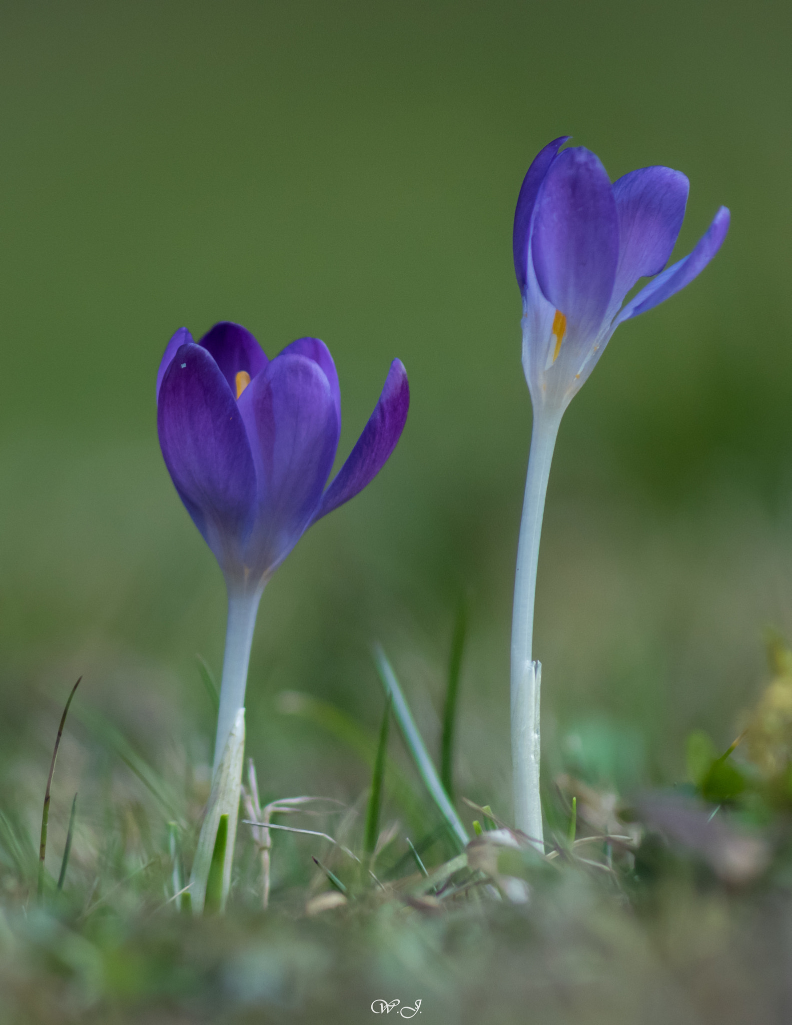 Sony 75-300mm F4.5-5.6 sample photo. Purple crocus photography
