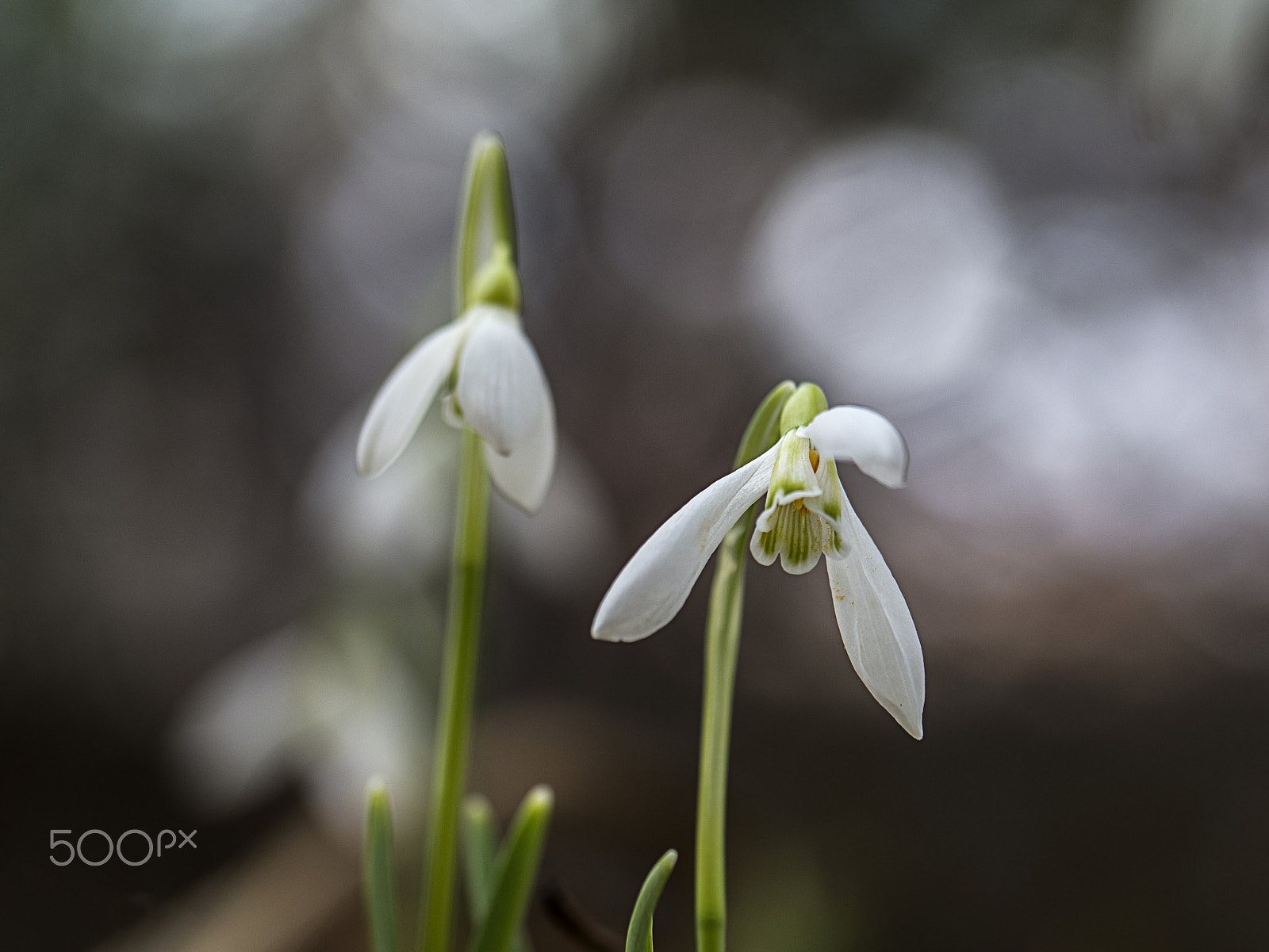 Samsung NX 60mm F2.8 Macro ED OIS SSA sample photo. Snowdrop... photography