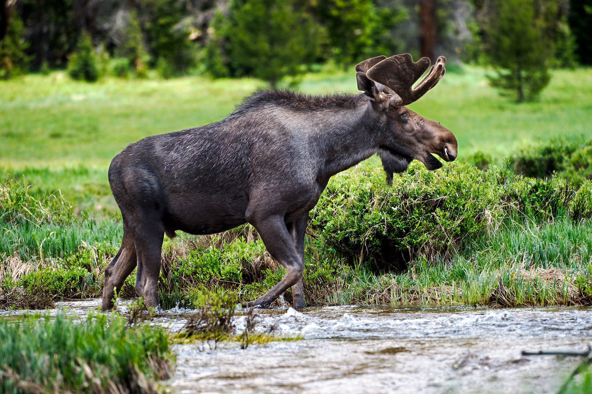 Nikon D810 sample photo. Bull moose deep in rocky mountain national park colorado photography