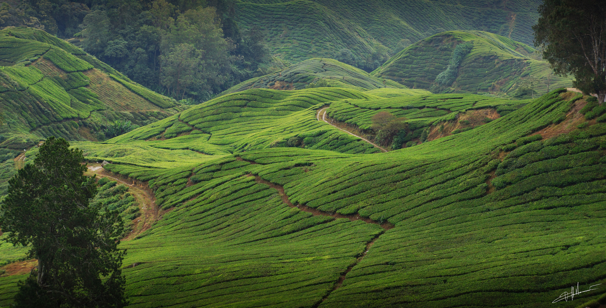 Sony Alpha NEX-7 + Sony E 18-55mm F3.5-5.6 OSS sample photo. Cameron highlands malaysia photography