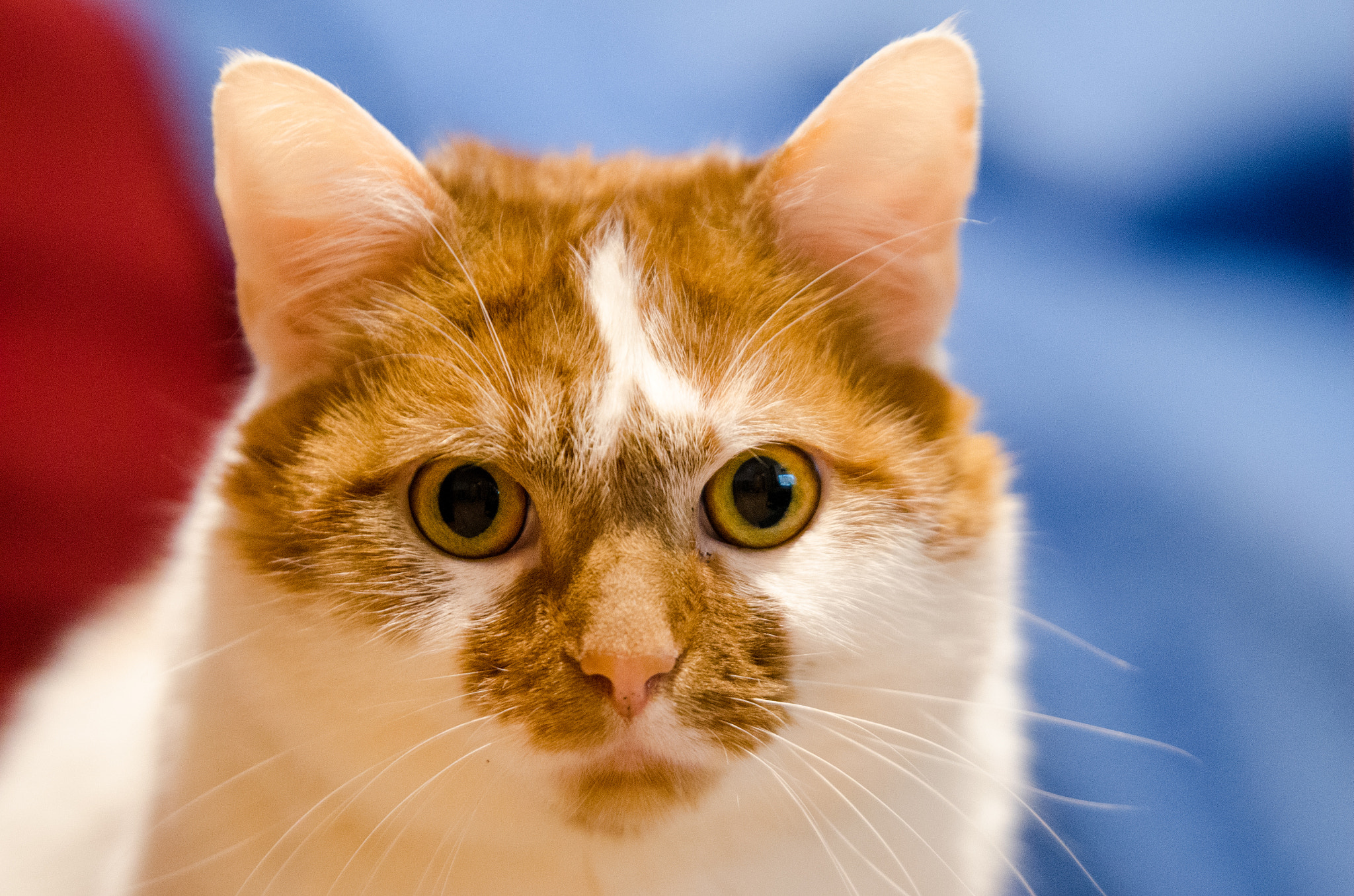 Nikon AF-S Nikkor 70-200mm F2.8G ED VR II sample photo. Furry friend photography