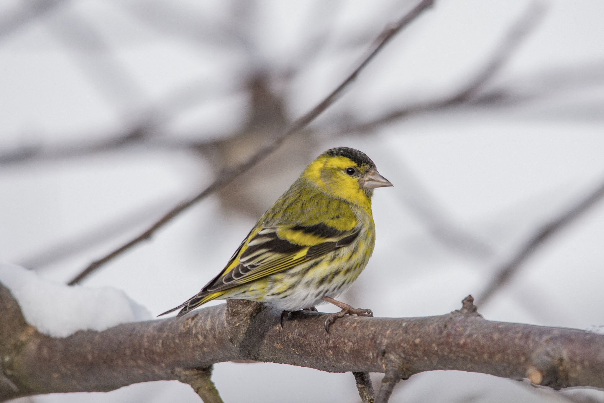 Sigma 150-500mm F5-6.3 DG OS HSM sample photo. Eurasian siskin photography
