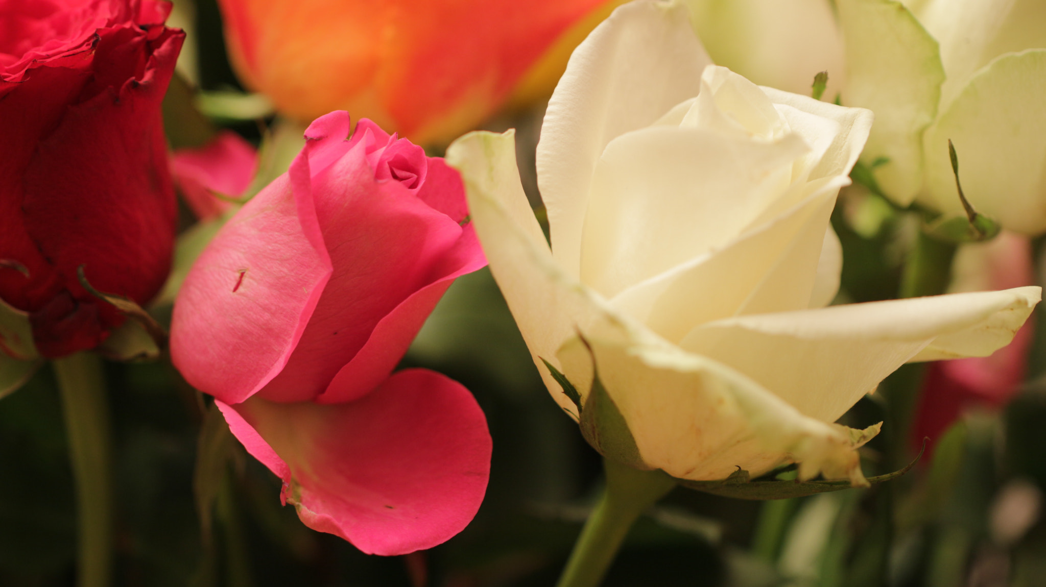 Canon EF 100mm F2.8L Macro IS USM sample photo