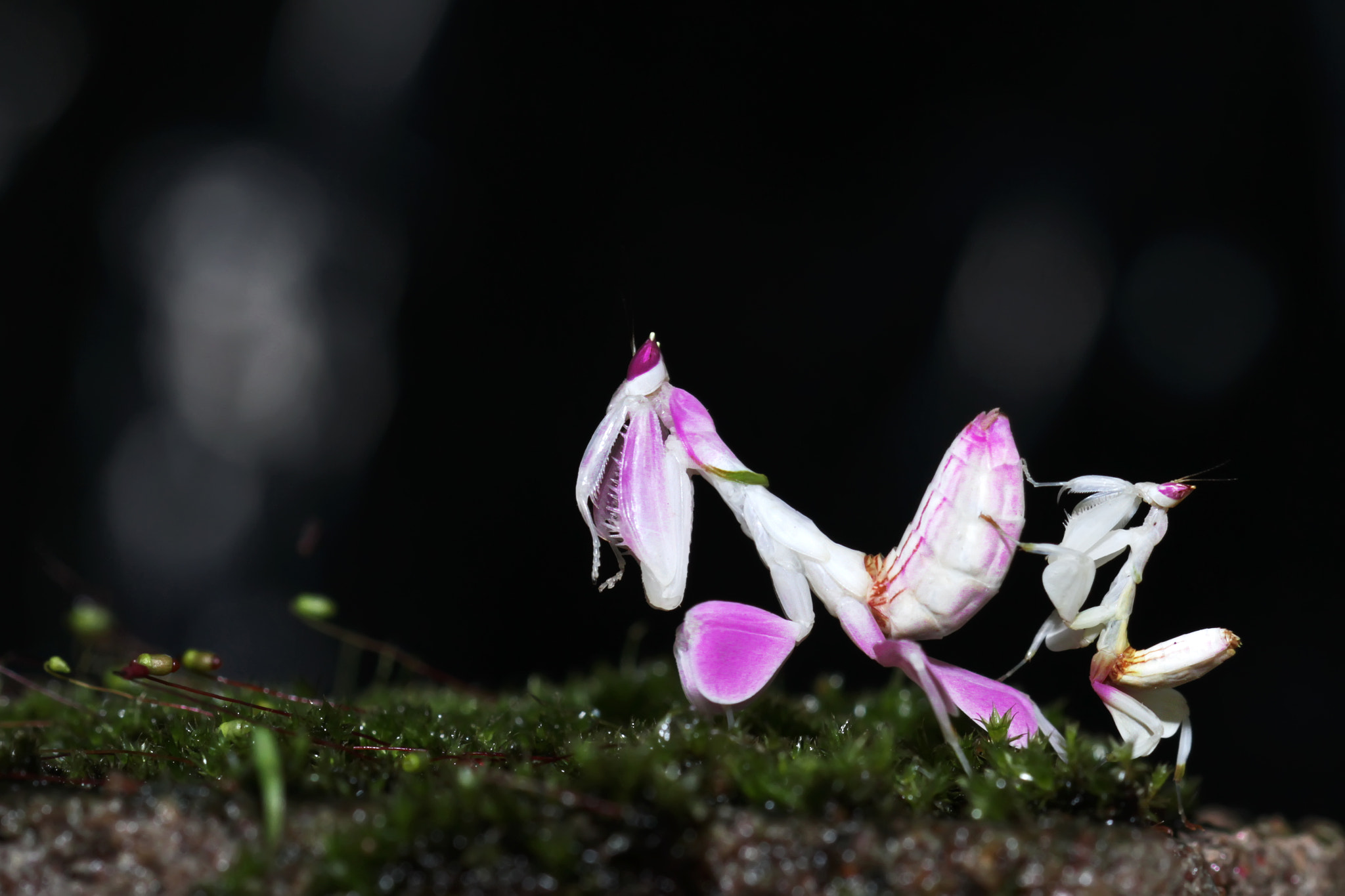 Canon EOS 7D + Canon EF 100mm F2.8 Macro USM sample photo. Mantis acrobatic photography