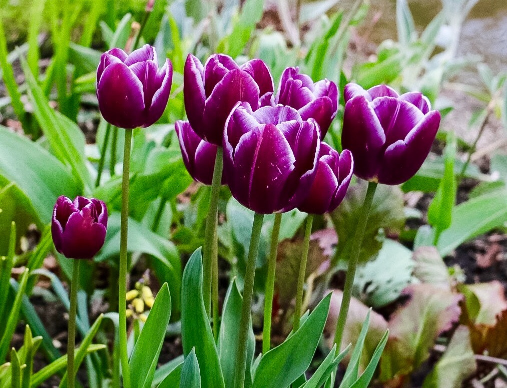 Canon EF-S 17-85mm F4-5.6 IS USM sample photo. Purple tulips photography