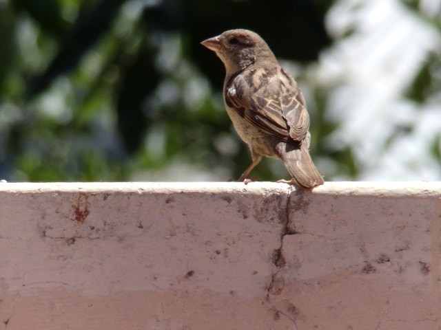 JK KODAK PIXPRO AZ421 sample photo. Sparrow photography