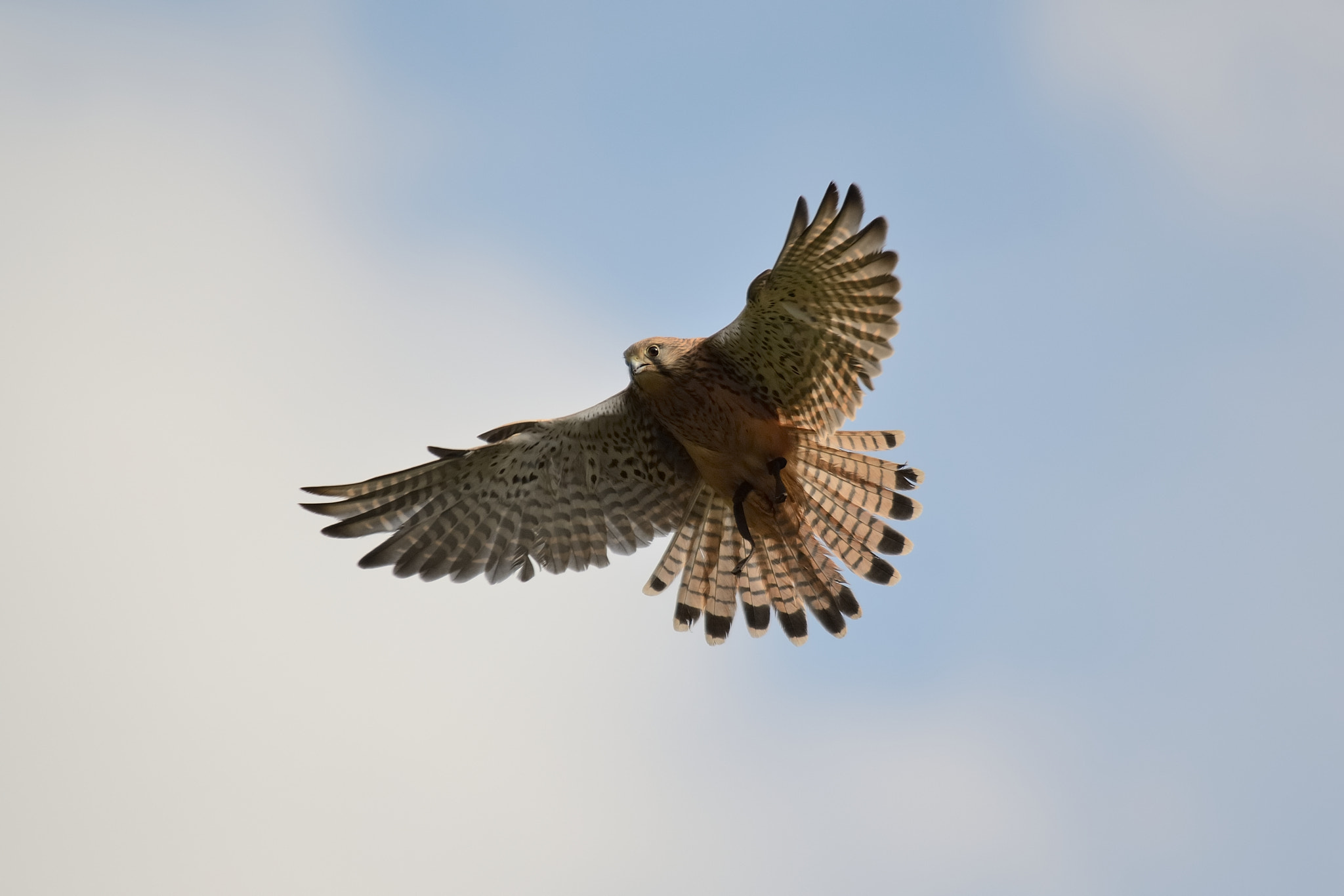 Nikon D7000 sample photo. A kestrel in the animal park hellabrunn in munich photography