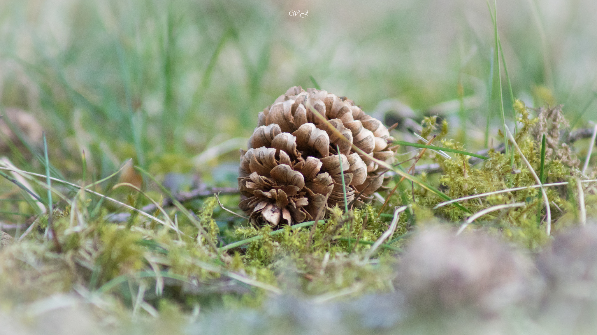 Sony 75-300mm F4.5-5.6 sample photo. Larch cone photography