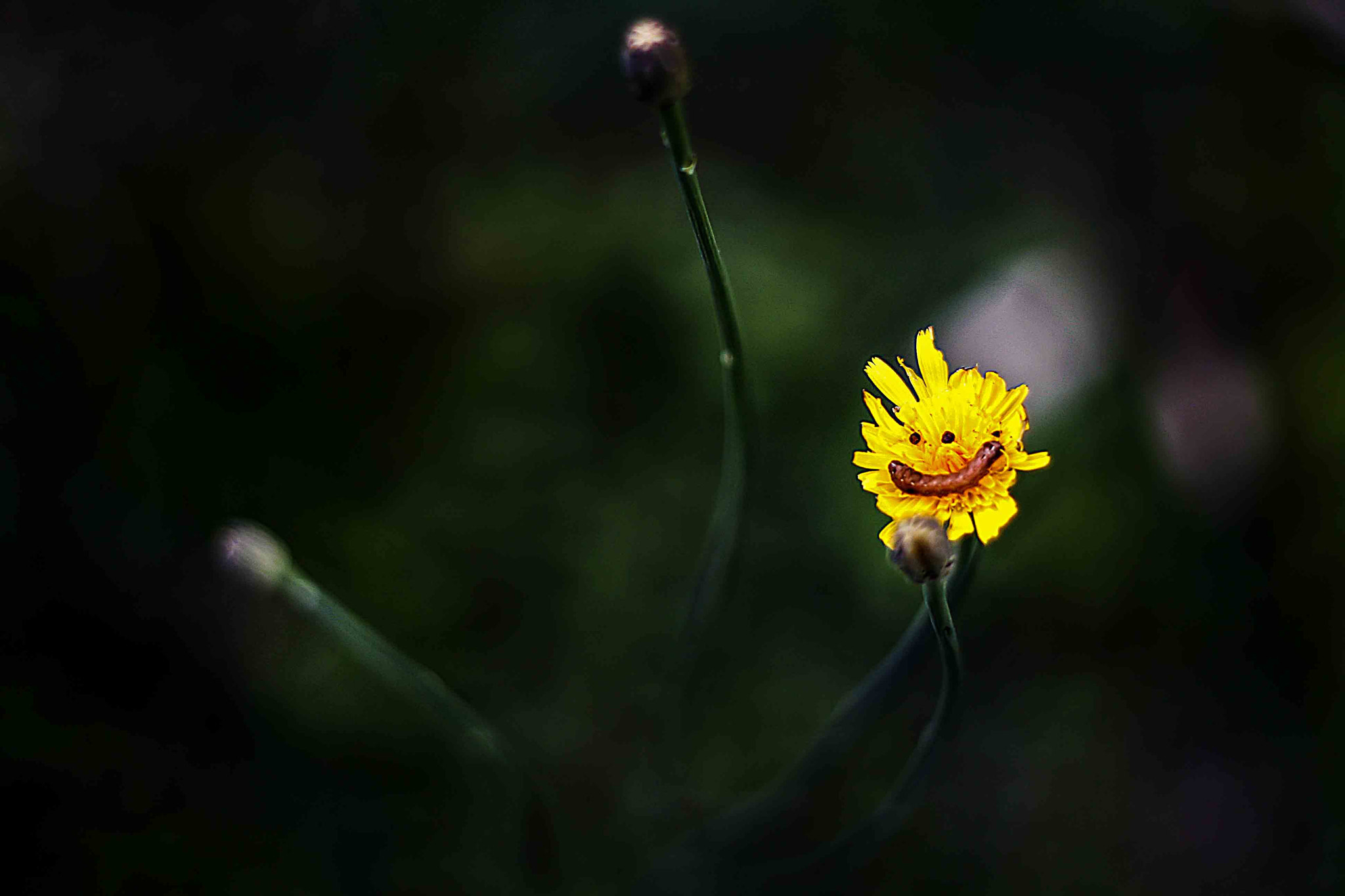 Canon EOS 1000D (EOS Digital Rebel XS / EOS Kiss F) sample photo. O sorriso da flor amarela para a luz photography