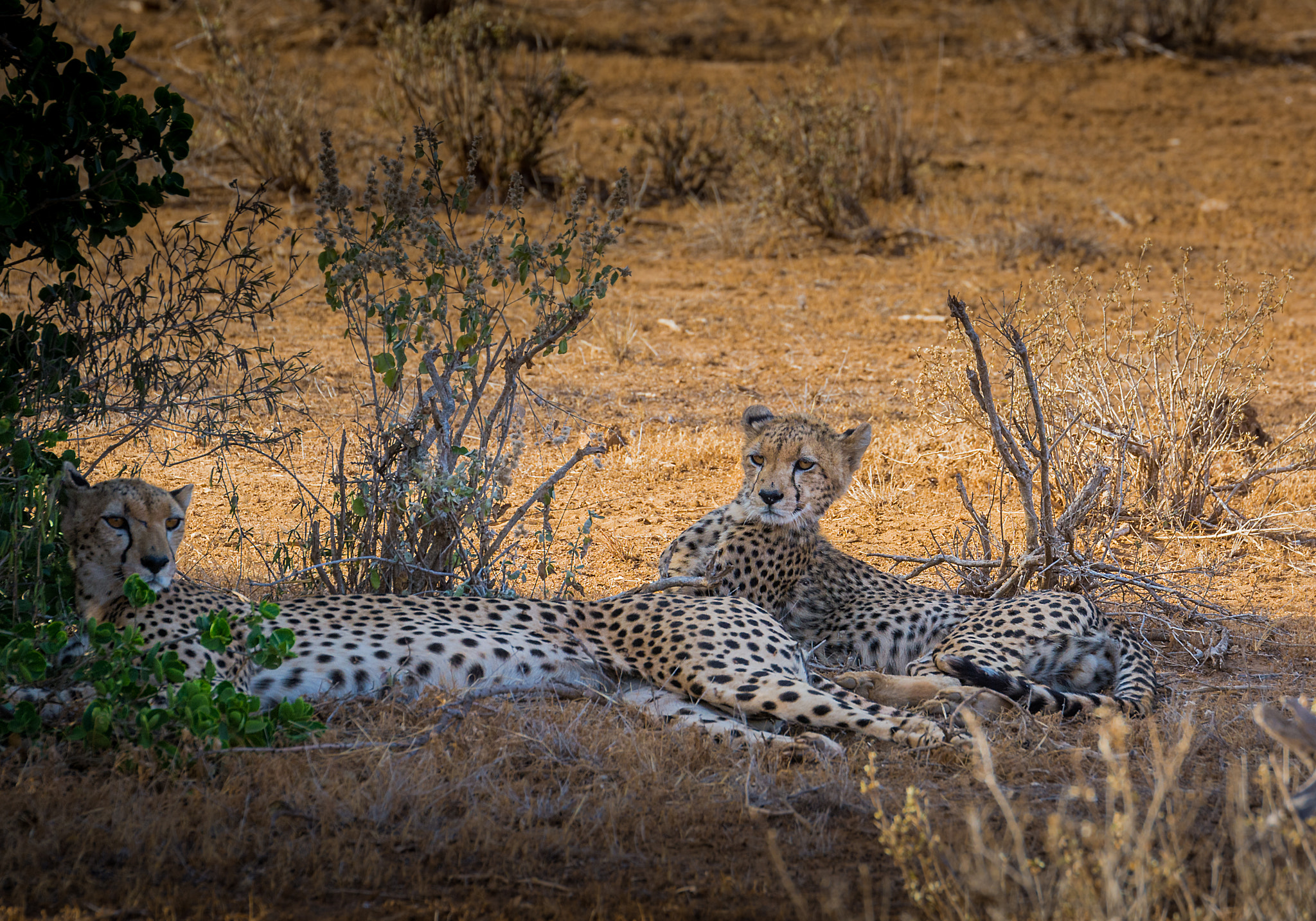 Tamron SP 70-200mm F2.8 Di VC USD sample photo. Relax in tsavo east kenya ;-) photography