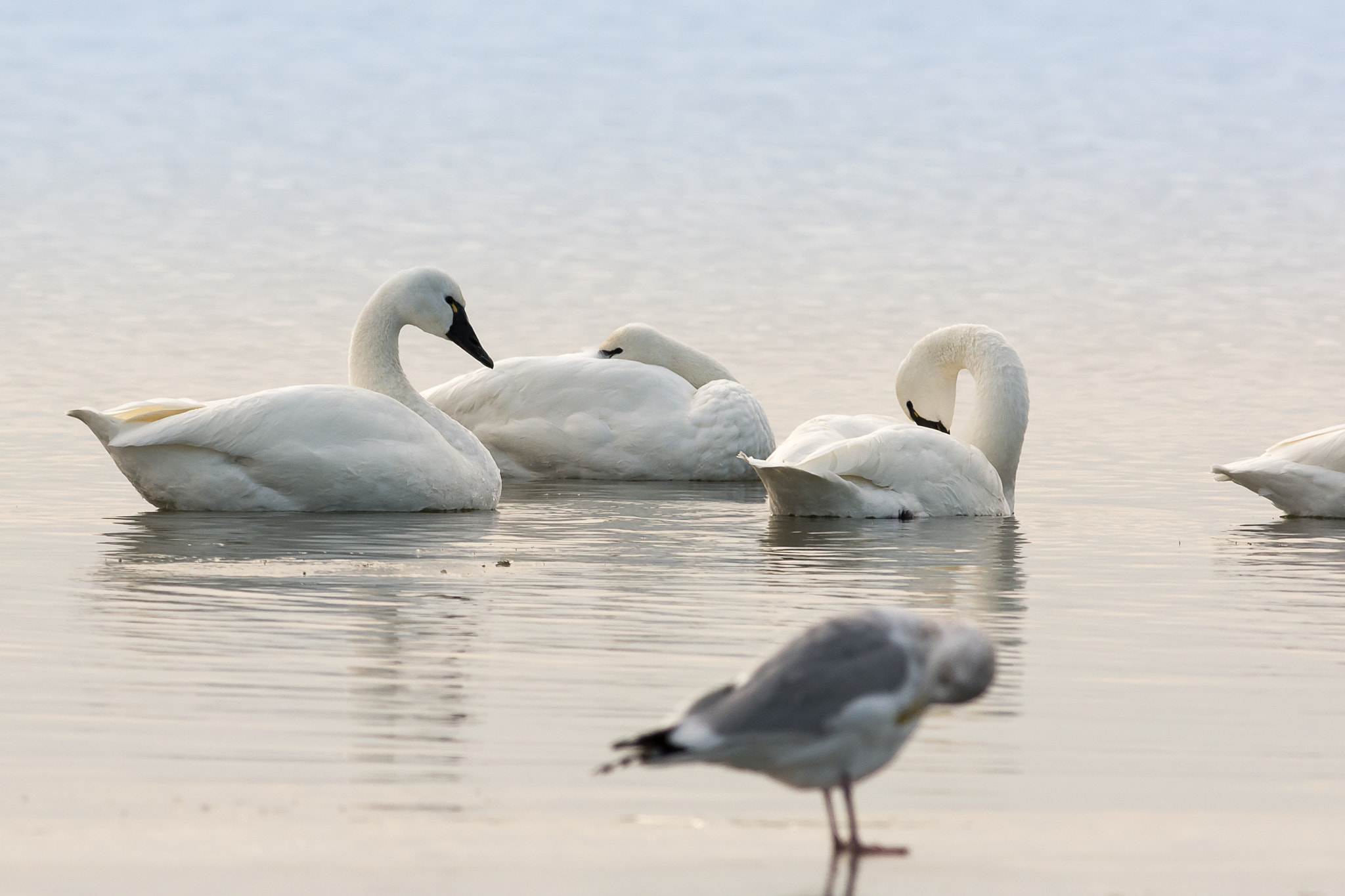 Nikon D7100 + Nikon AF-S Nikkor 300mm F4D ED-IF sample photo