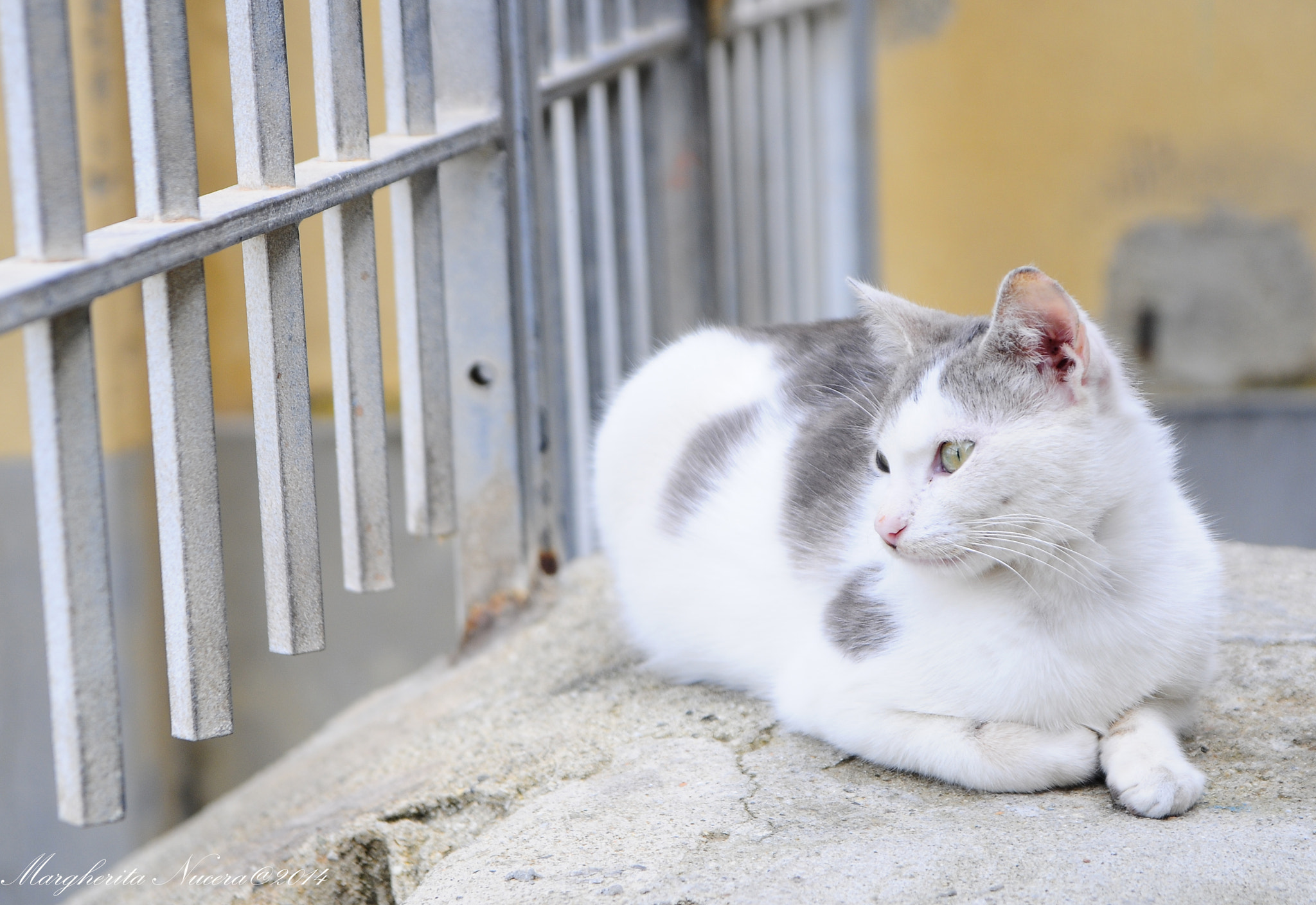 Sigma 17-70mm F2.8-4 DC Macro OS HSM sample photo. Cat photography