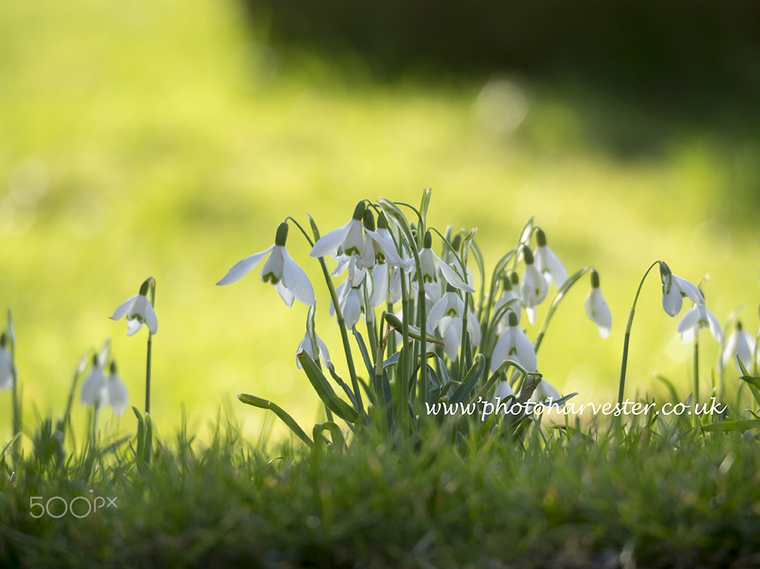 Olympus OM-D E-M10 + Olympus M.Zuiko ED 75-300mm F4.8-6.7 II sample photo. Snowdrops in the sunny grass photography