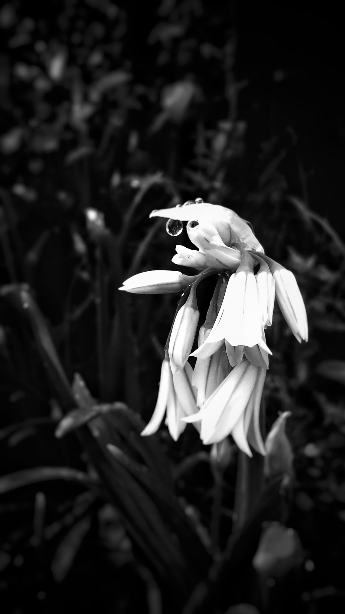 LG D405N sample photo. White flower 2 photography