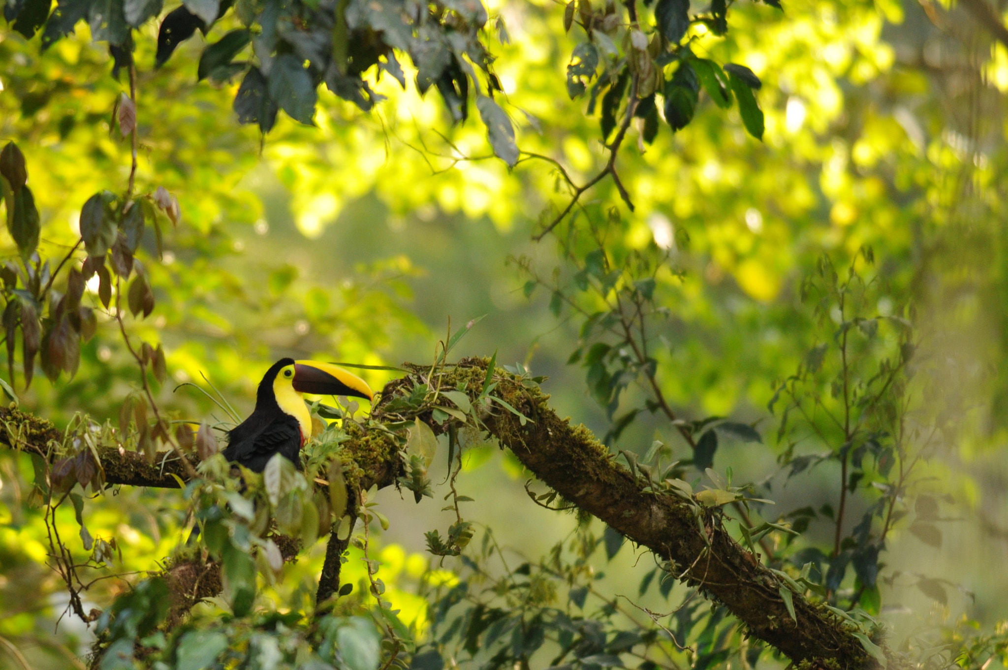 Nikon D300S + Nikon AF-S Nikkor 300mm F4D ED-IF sample photo. Toucan photography