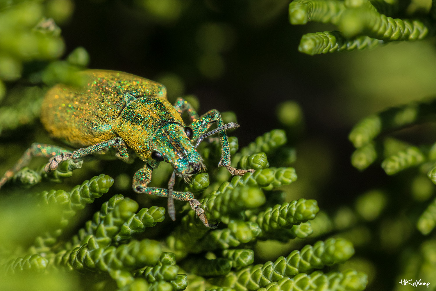 Sigma 150mm f/2.8 EX DG OS HSM APO Macro sample photo. Insect 3 photography