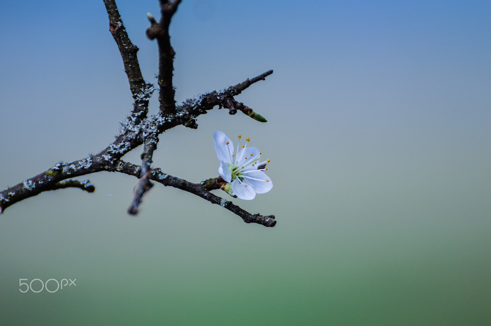 Nikon D3200 sample photo. Blackthorn flower photography