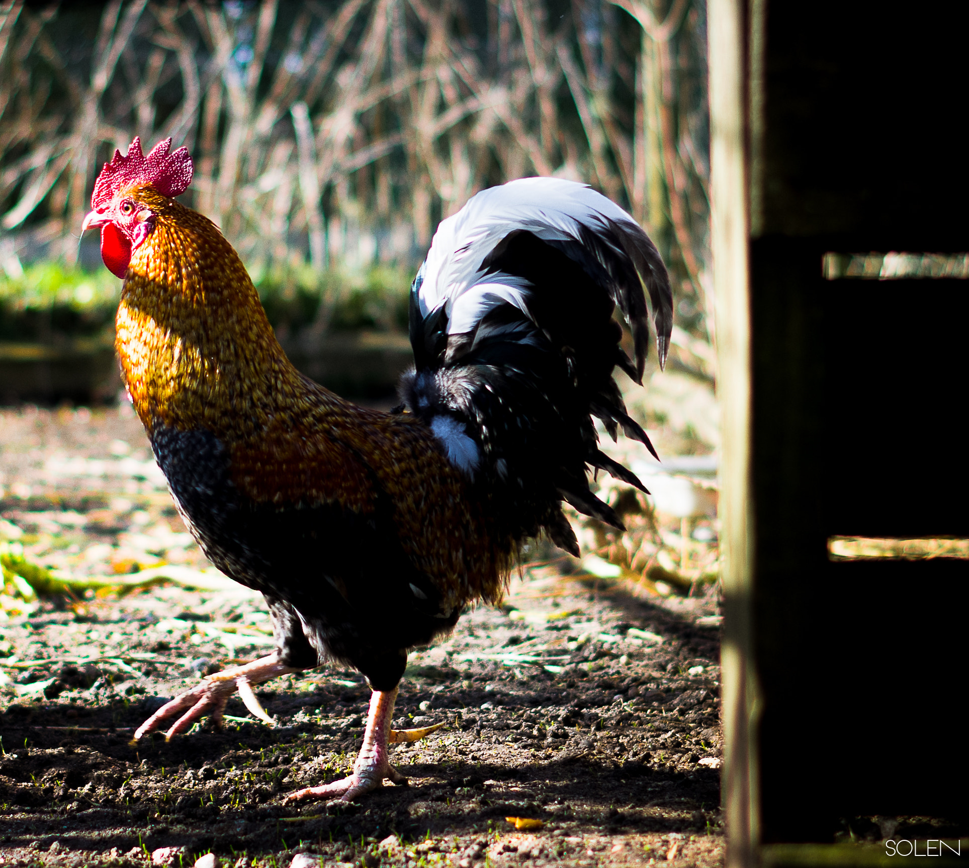 Pentax K-r + Pentax smc DA 50mm F1.8 sample photo. The king of the barnyard photography