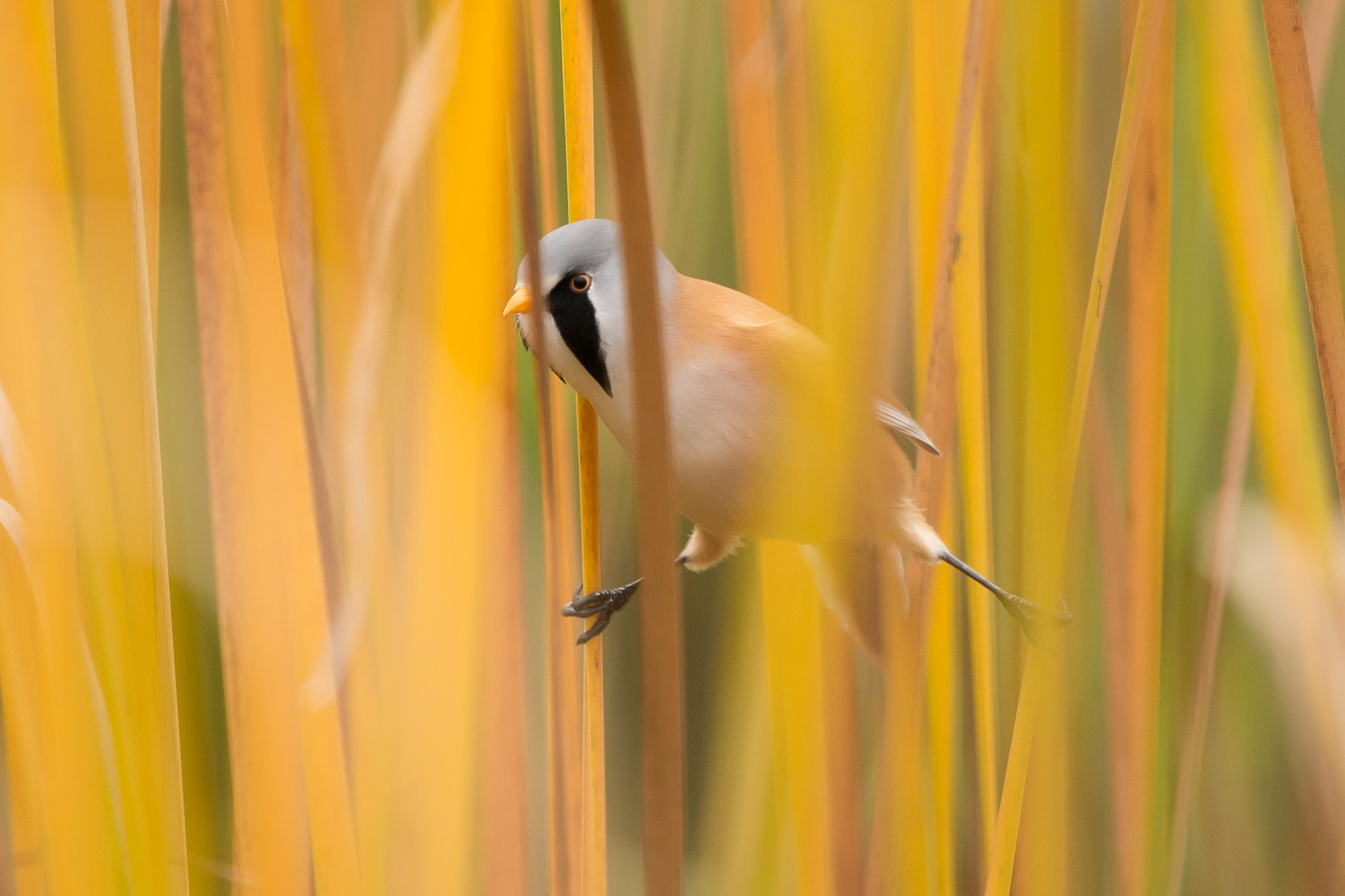 Nikon D610 + Nikon AF-S Nikkor 500mm F4G ED VR sample photo. Bearded reedling photography