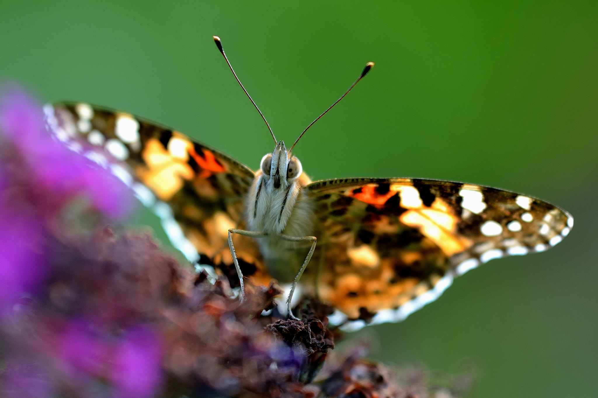 Sigma APO Macro 180mm F3.5 EX DG HSM sample photo. A butterfly called distelfalter photography