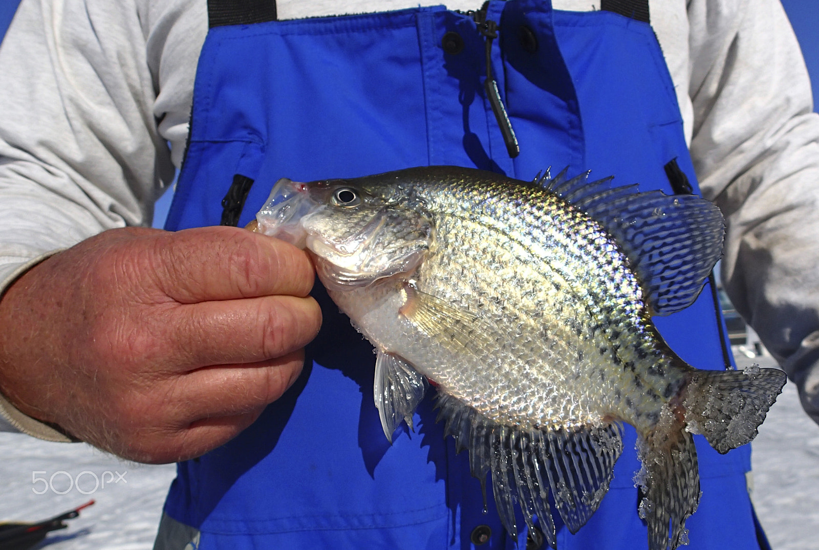 Olympus TG-2 sample photo. Fisherman holding a crappie ice fishing photography