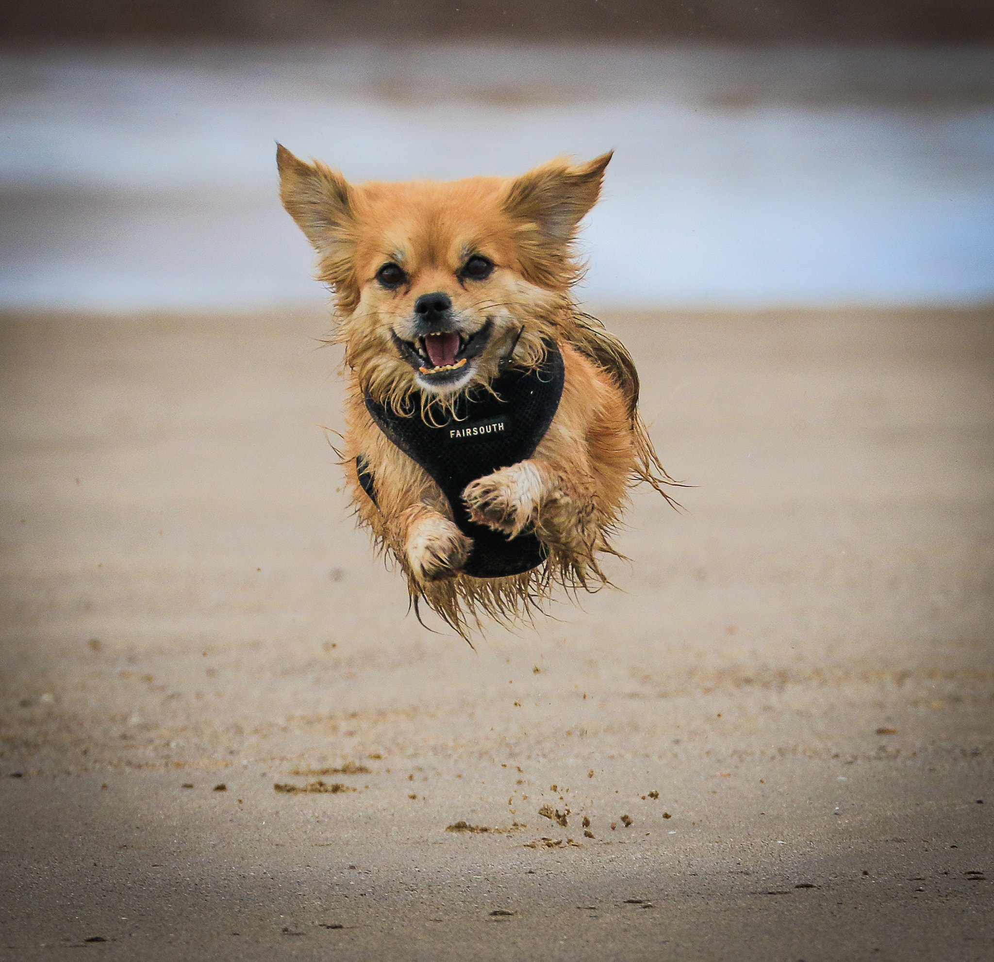 Canon EF 70-300mm F4-5.6L IS USM sample photo. Hover-dog photography