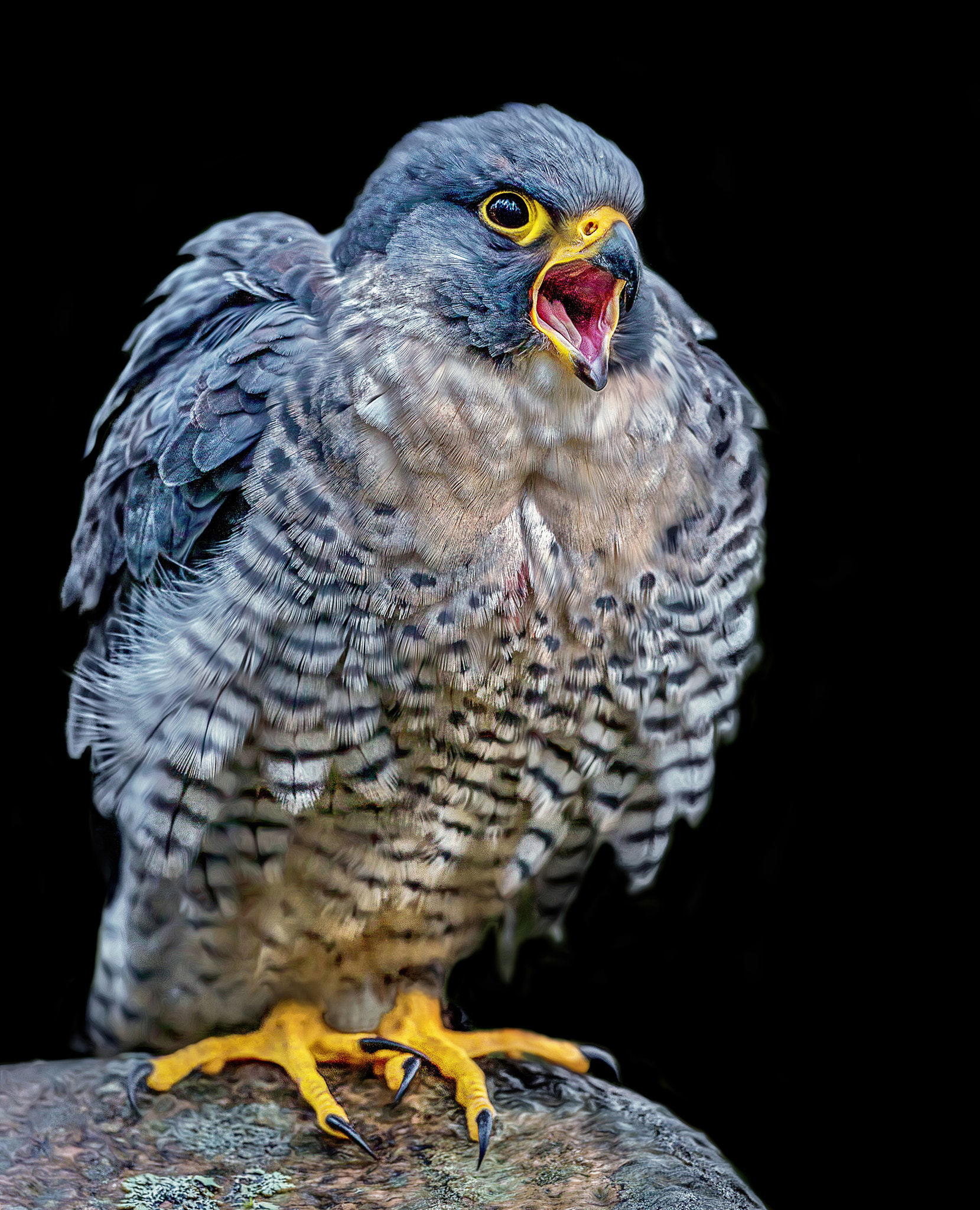 Canon EOS-1D X + Canon EF 500mm F4L IS USM sample photo. Show off.... photography