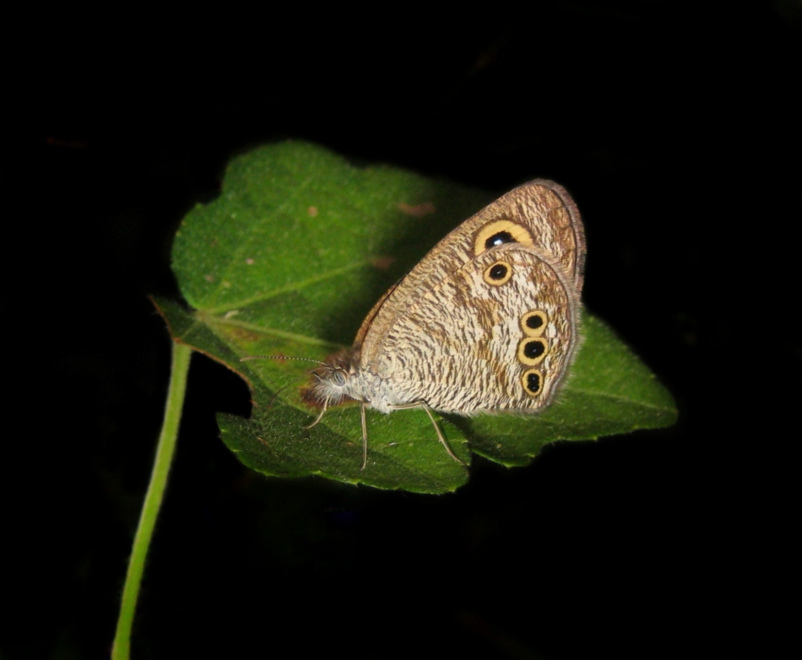 Canon PowerShot A495 sample photo. Rings on wings.. photography