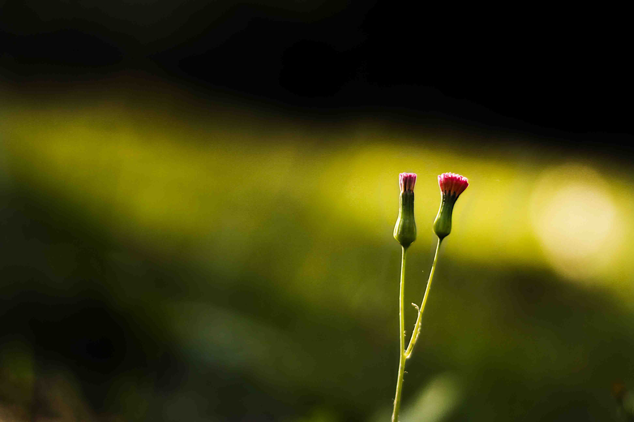 Canon EOS 1000D (EOS Digital Rebel XS / EOS Kiss F) sample photo. Flor verde e vermelha pequena photography