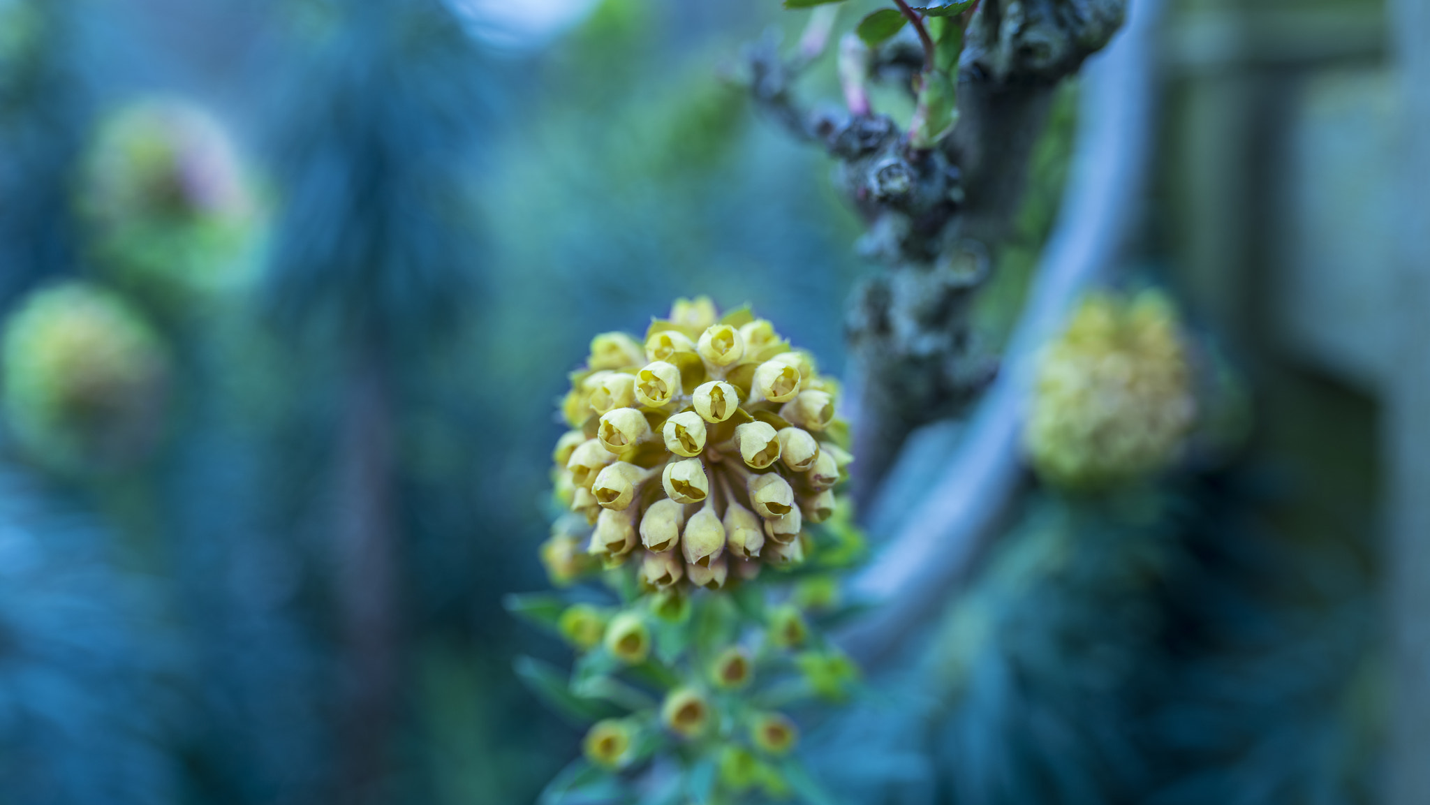 Sigma 35mm F1.4 DG HSM Art sample photo. Flowers in bloom photography