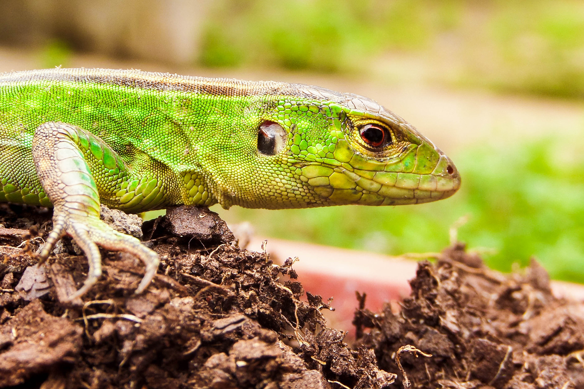 Samsung WB250F/WB251F/WB252F sample photo. Ameiva ameiva photography