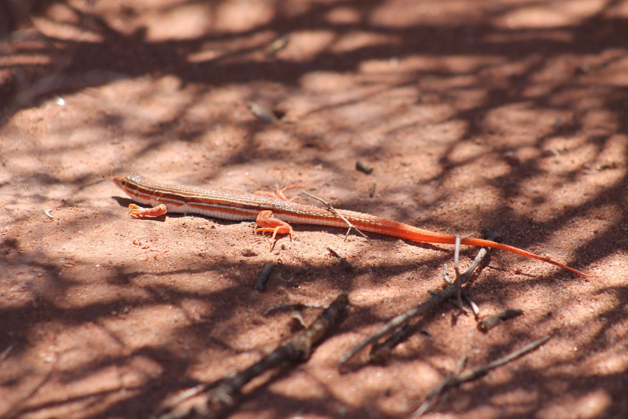 Canon EF 75-300mm f/4-5.6 USM sample photo. Img photography