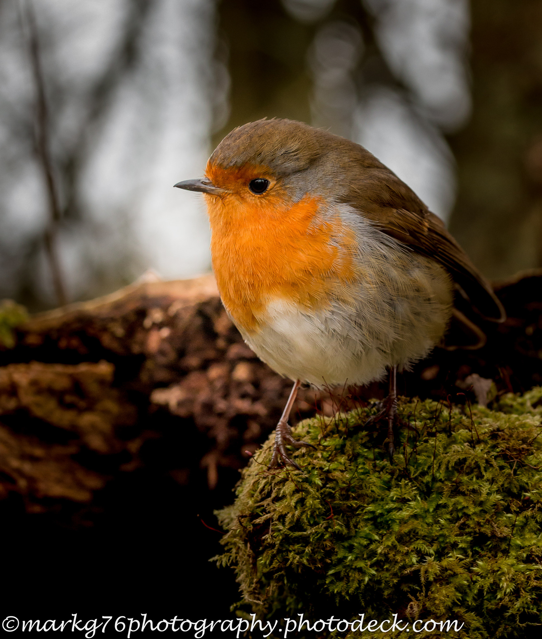 Sigma 105mm F2.8 EX DG OS HSM sample photo. Robin photography