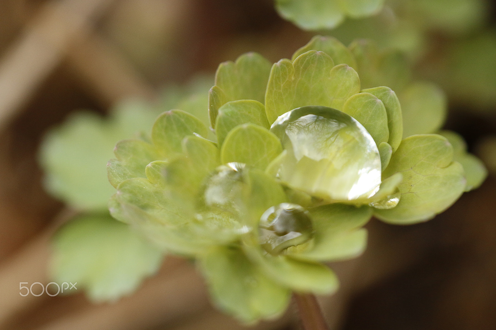 Canon EOS 70D + Sigma APO Macro 180mm F2.8 EX DG OS HSM sample photo. Young leaves with reflection photography