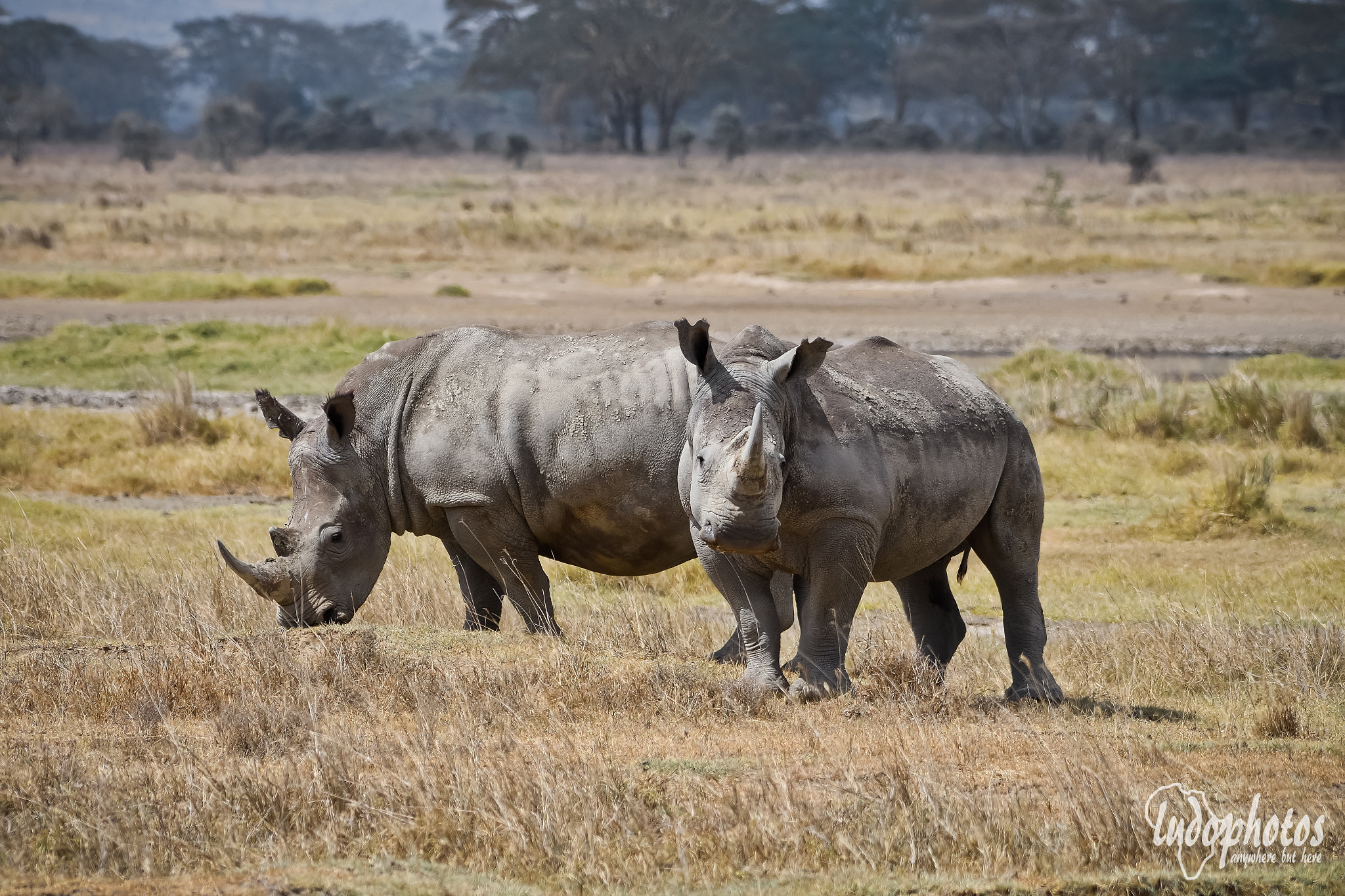 IX-Nikkor 24-70mm f/3.5-5.6 sample photo. White rhinos photography