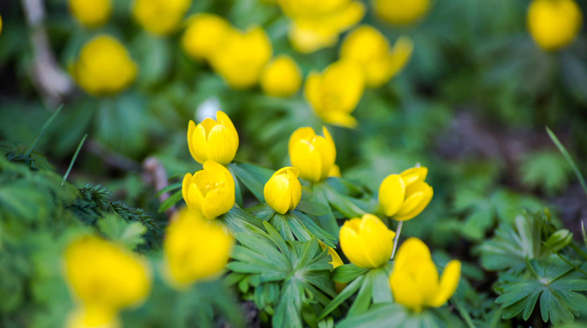 Pentax K-1 sample photo. Winter bloom photography