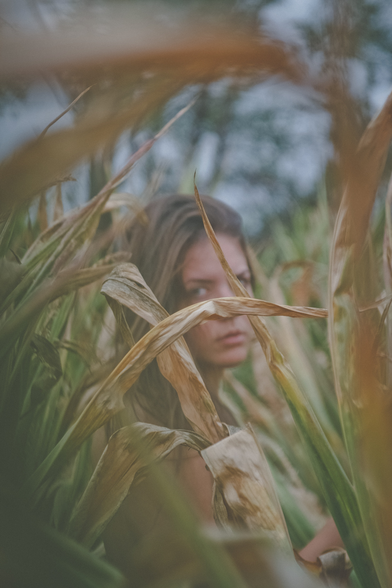 Canon EF 28-105mm f/3.5-4.5 USM sample photo. Hiding in the corn field photography